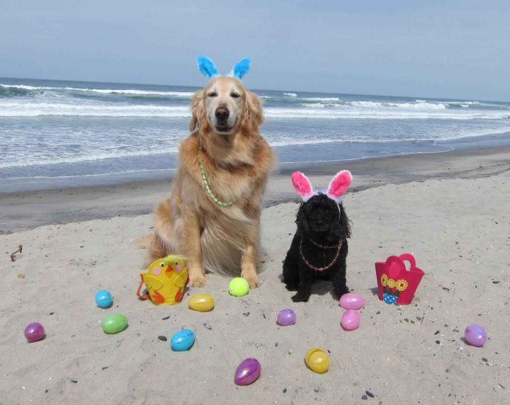 Book Now for Easter at the Beach! event